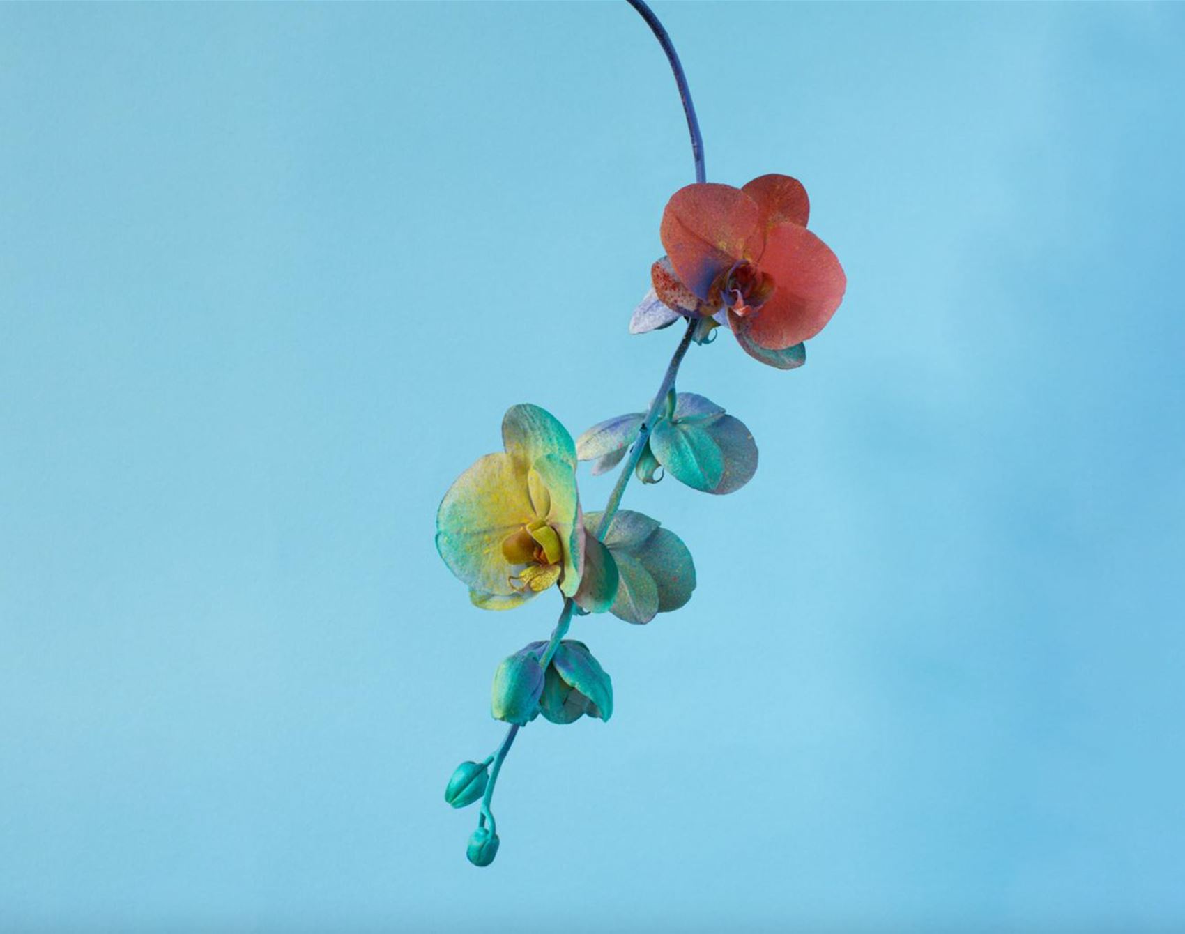 peep alessandra d’innella’s technicolour floral snaps