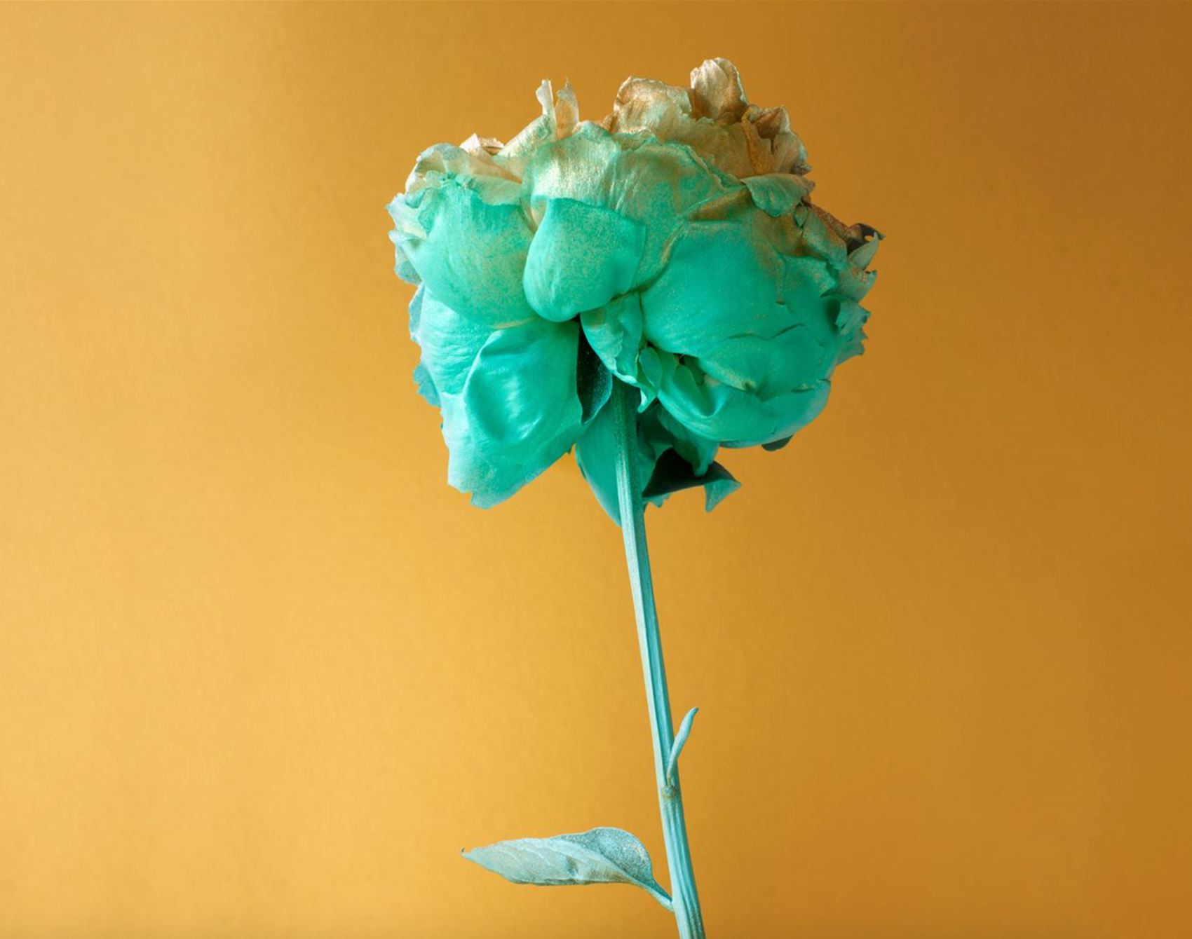 peep alessandra d’innella’s technicolour floral snaps