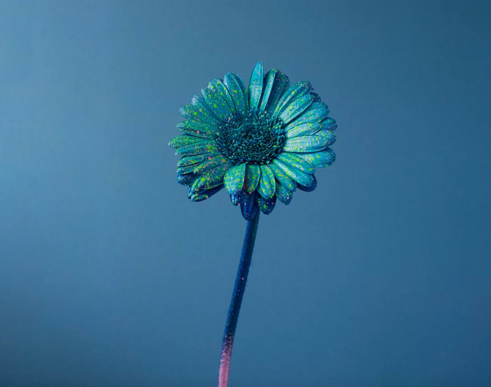 peep alessandra d’innella’s technicolour floral snaps