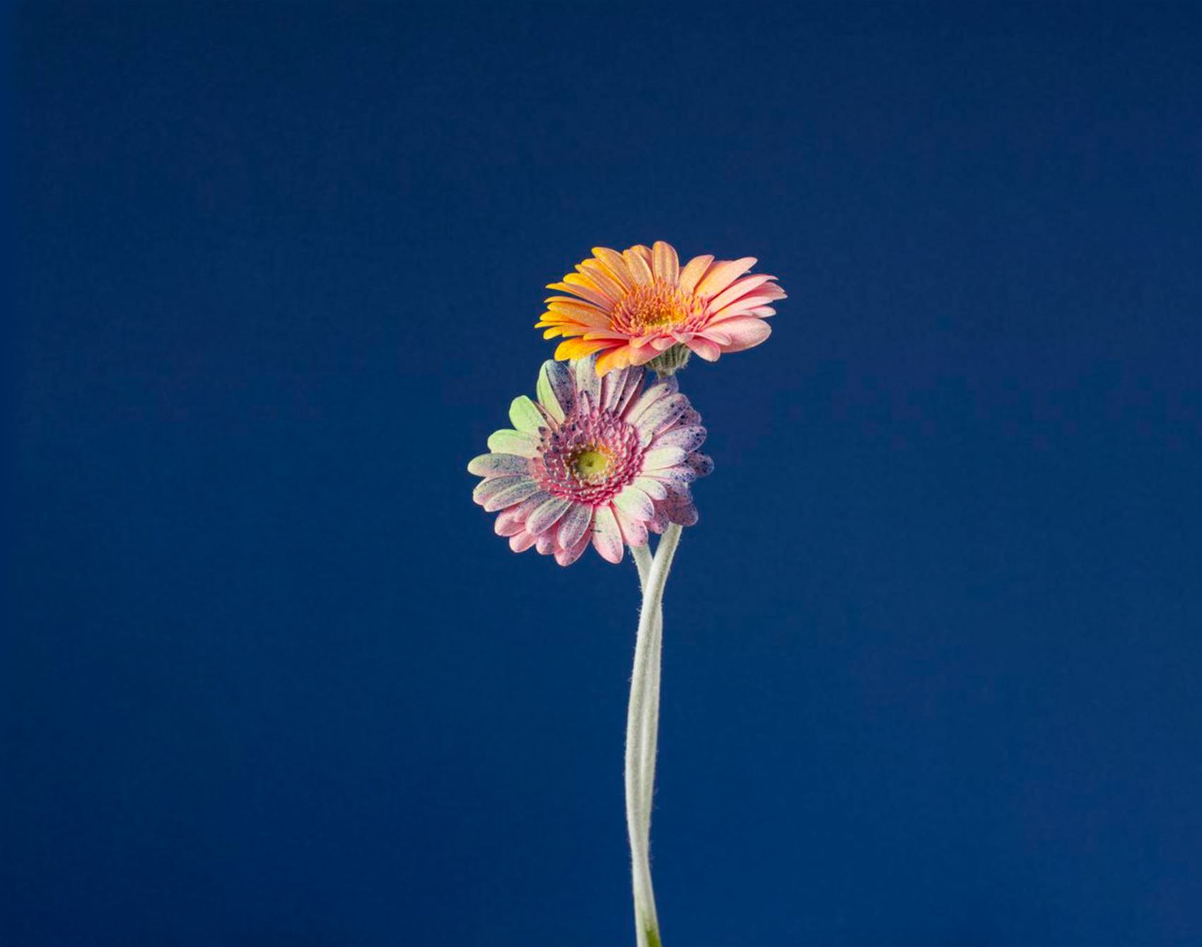 peep alessandra d’innella’s technicolour floral snaps