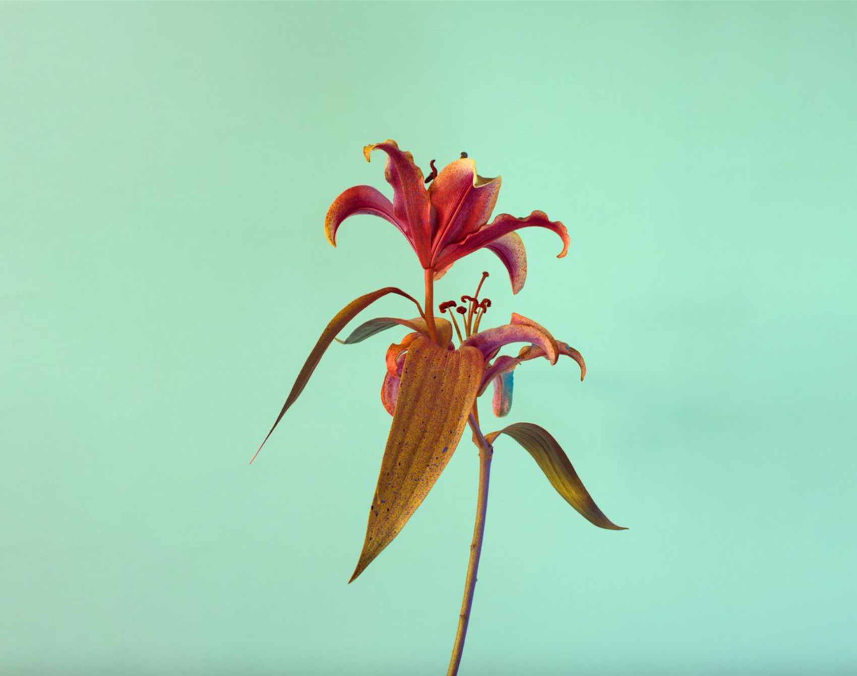 peep alessandra d’innella’s technicolour floral snaps