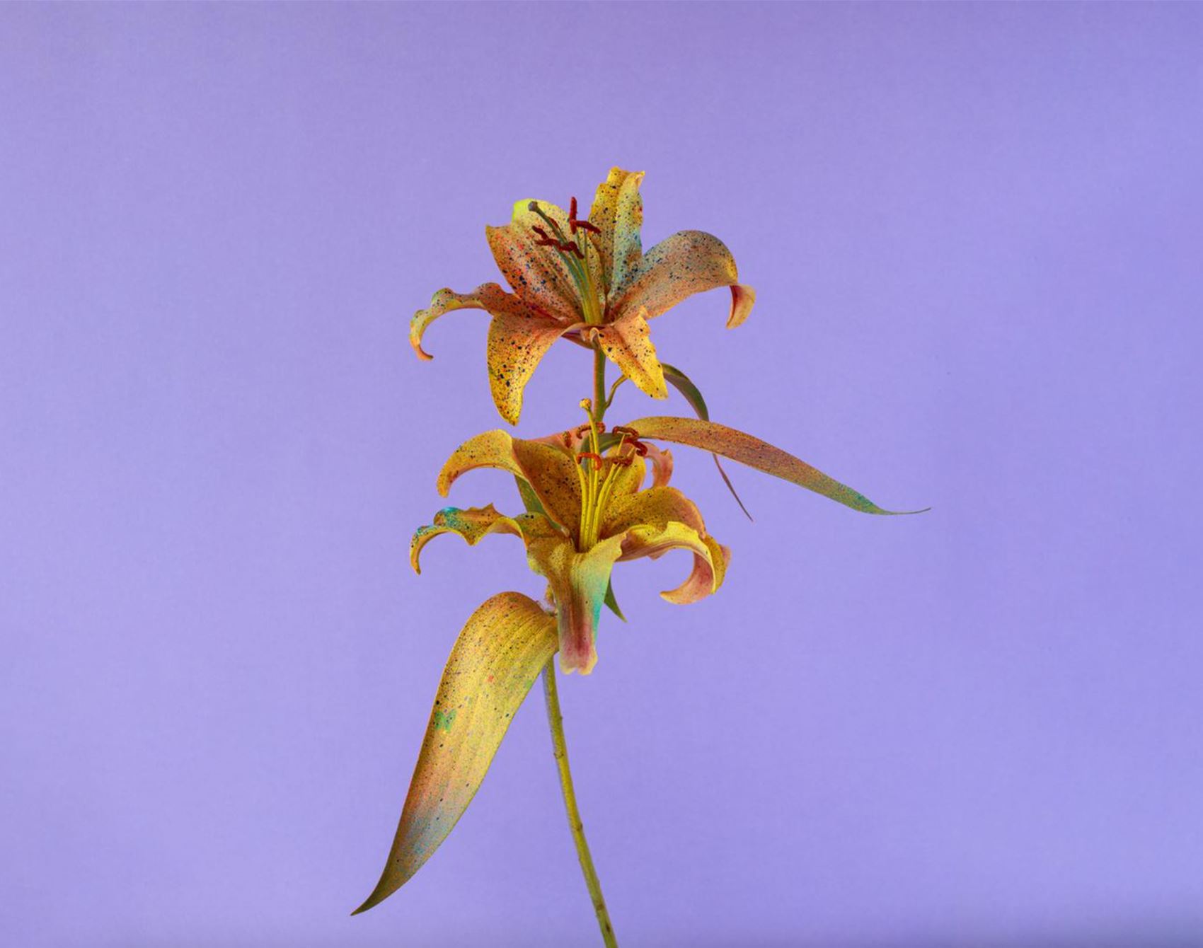 peep alessandra d’innella’s technicolour floral snaps