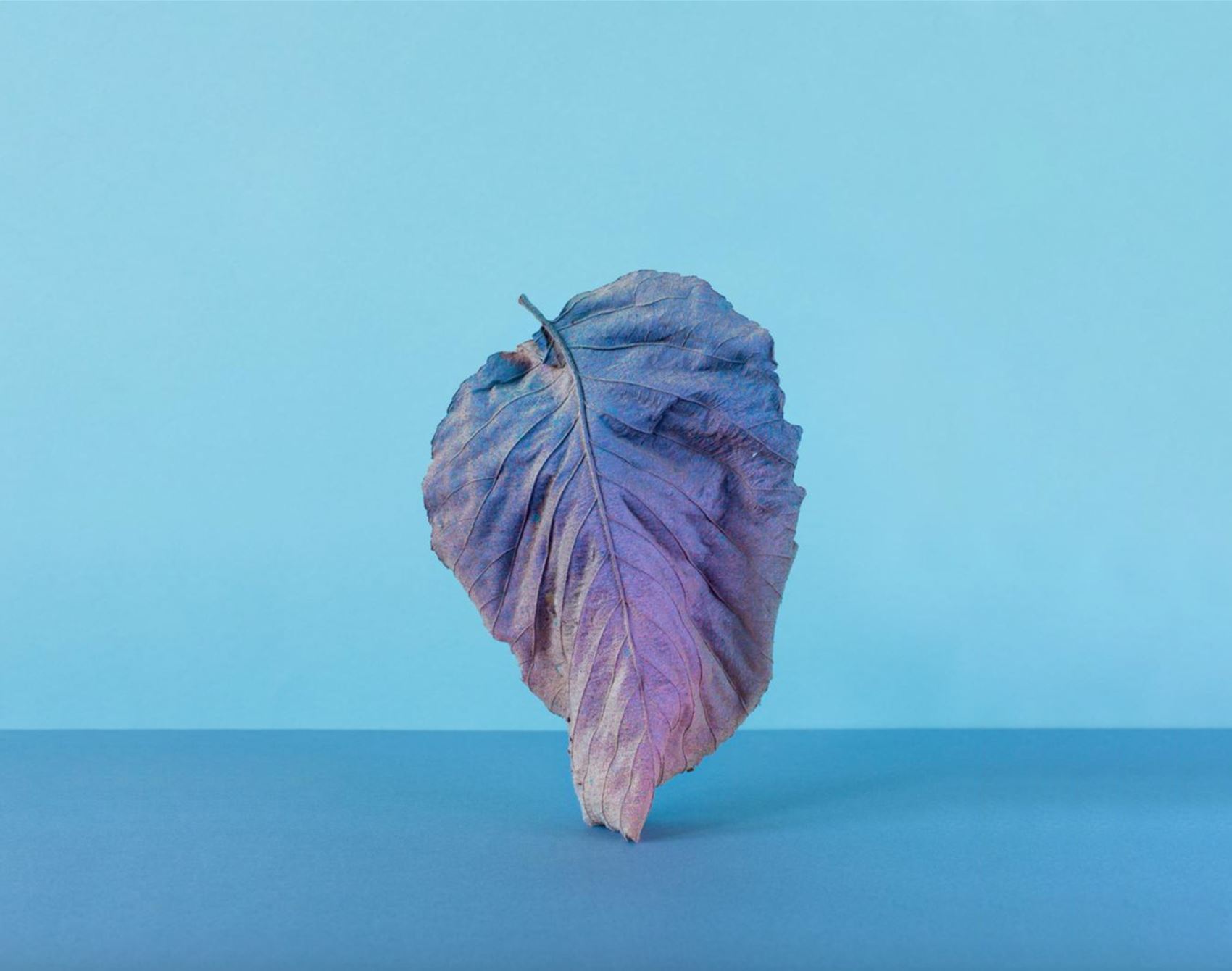 peep alessandra d’innella’s technicolour floral snaps