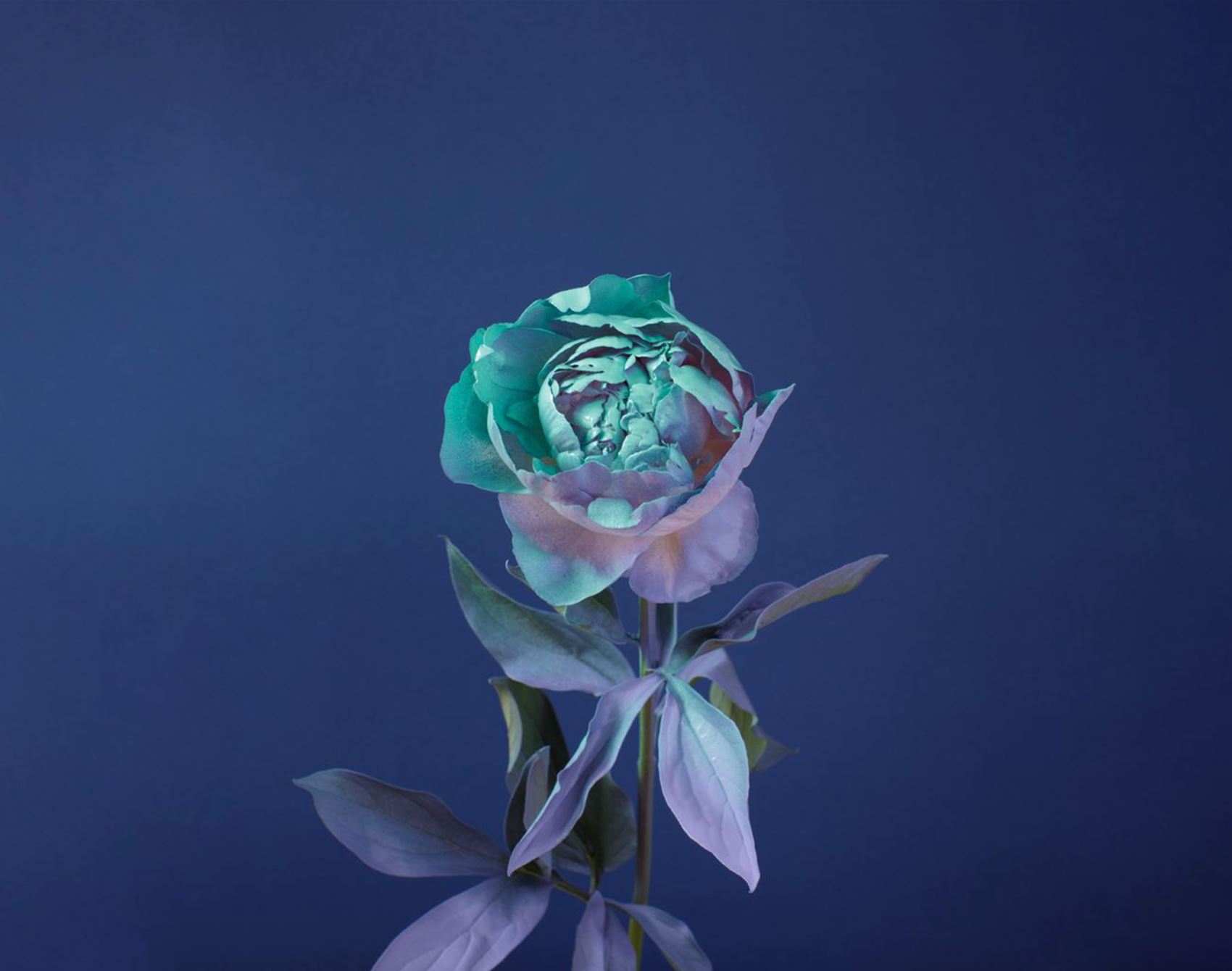 peep alessandra d’innella’s technicolour floral snaps