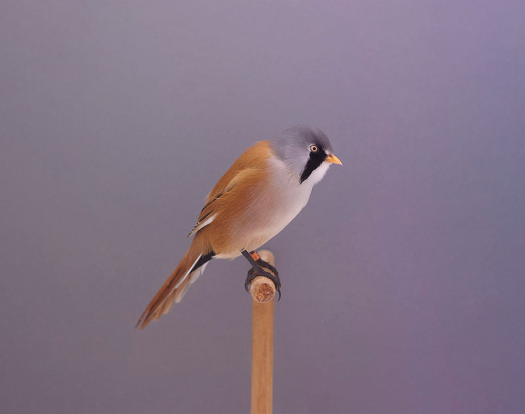 take a gander at luke stephenson’s portraits of show birds