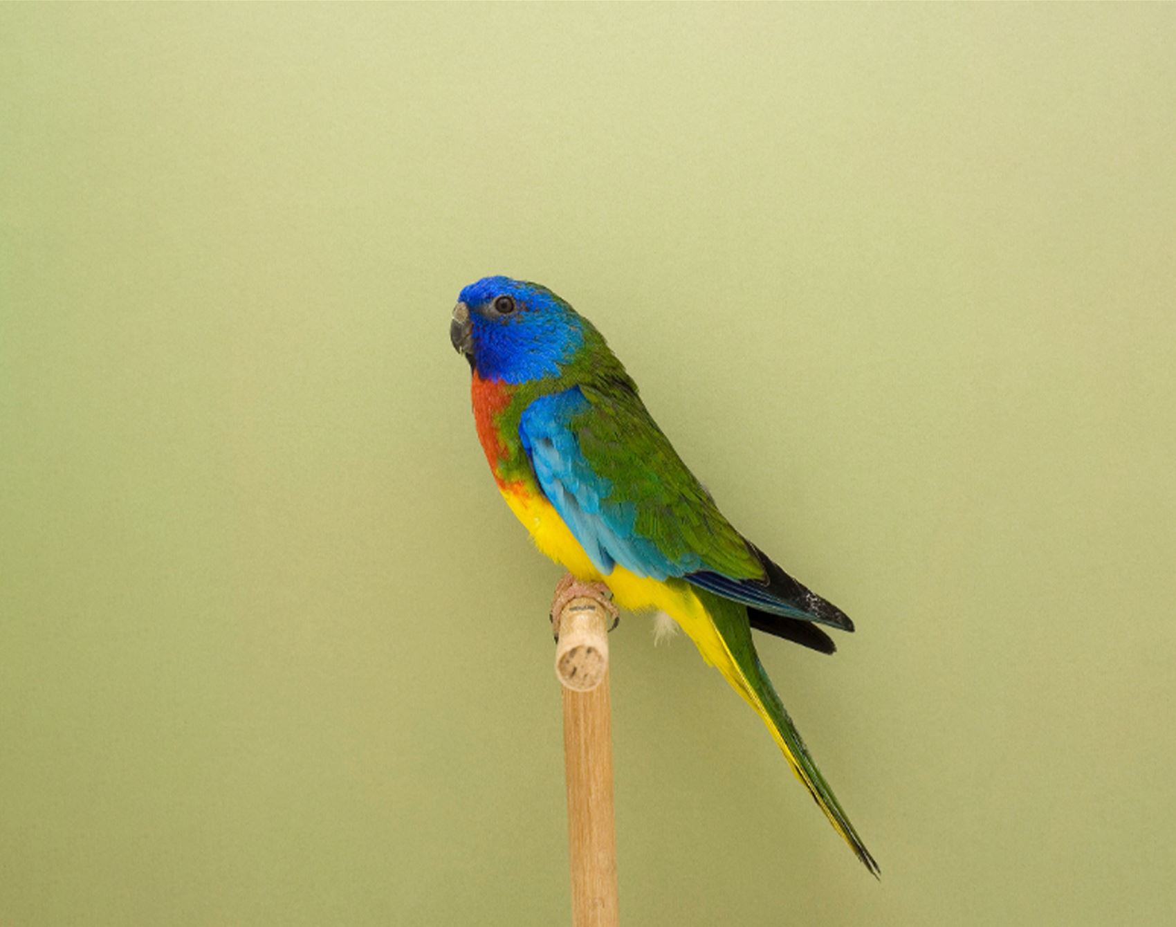 take a gander at luke stephenson’s portraits of show birds