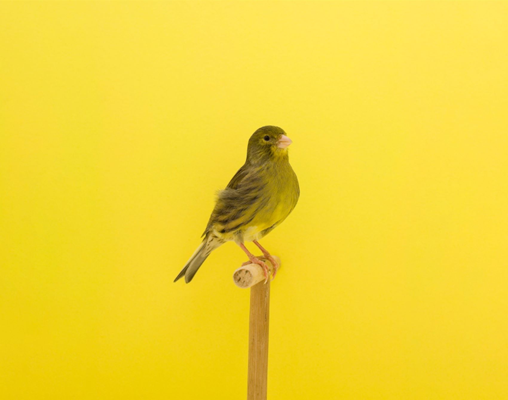 take a gander at luke stephenson’s portraits of show birds