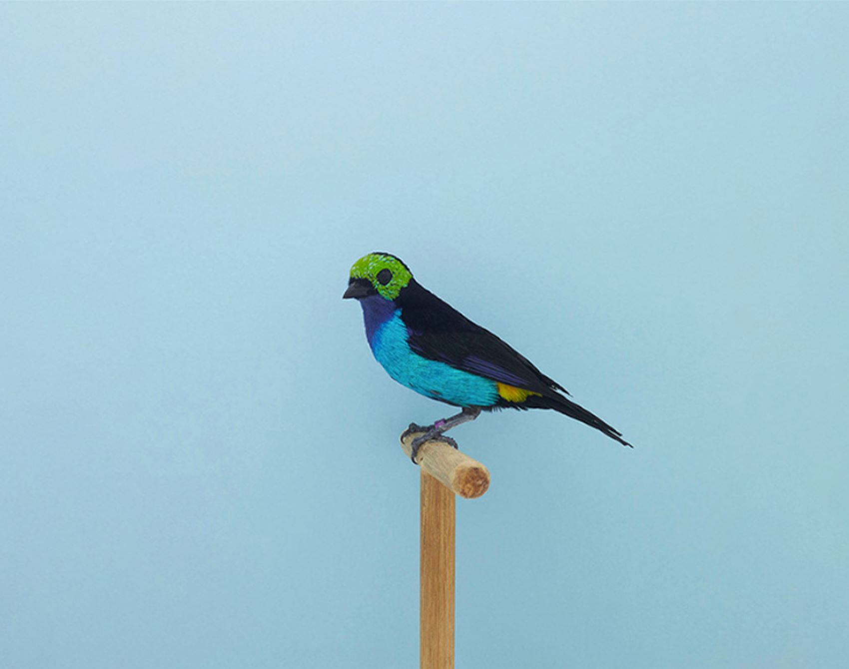 take a gander at luke stephenson’s portraits of show birds