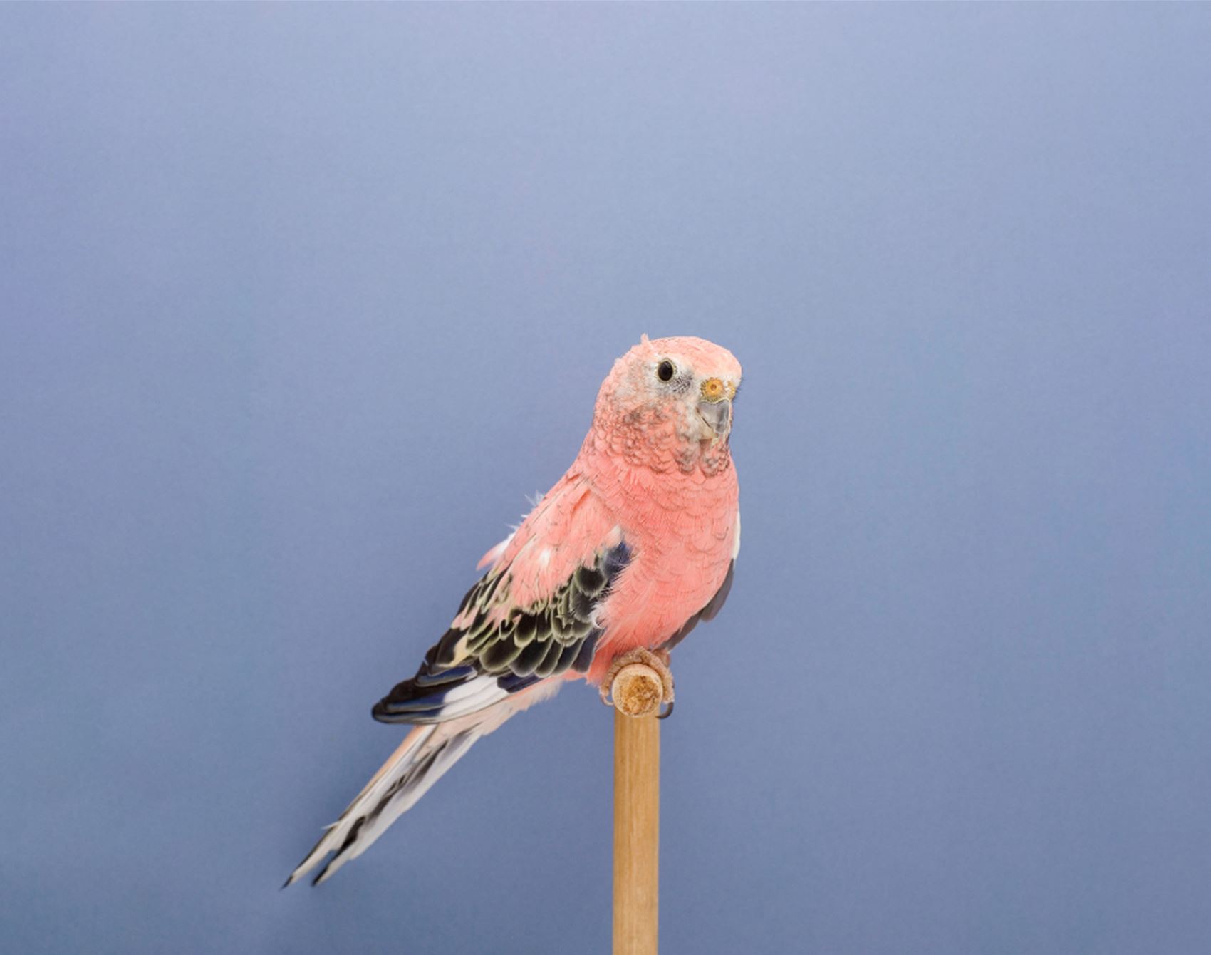 take a gander at luke stephenson’s portraits of show birds
