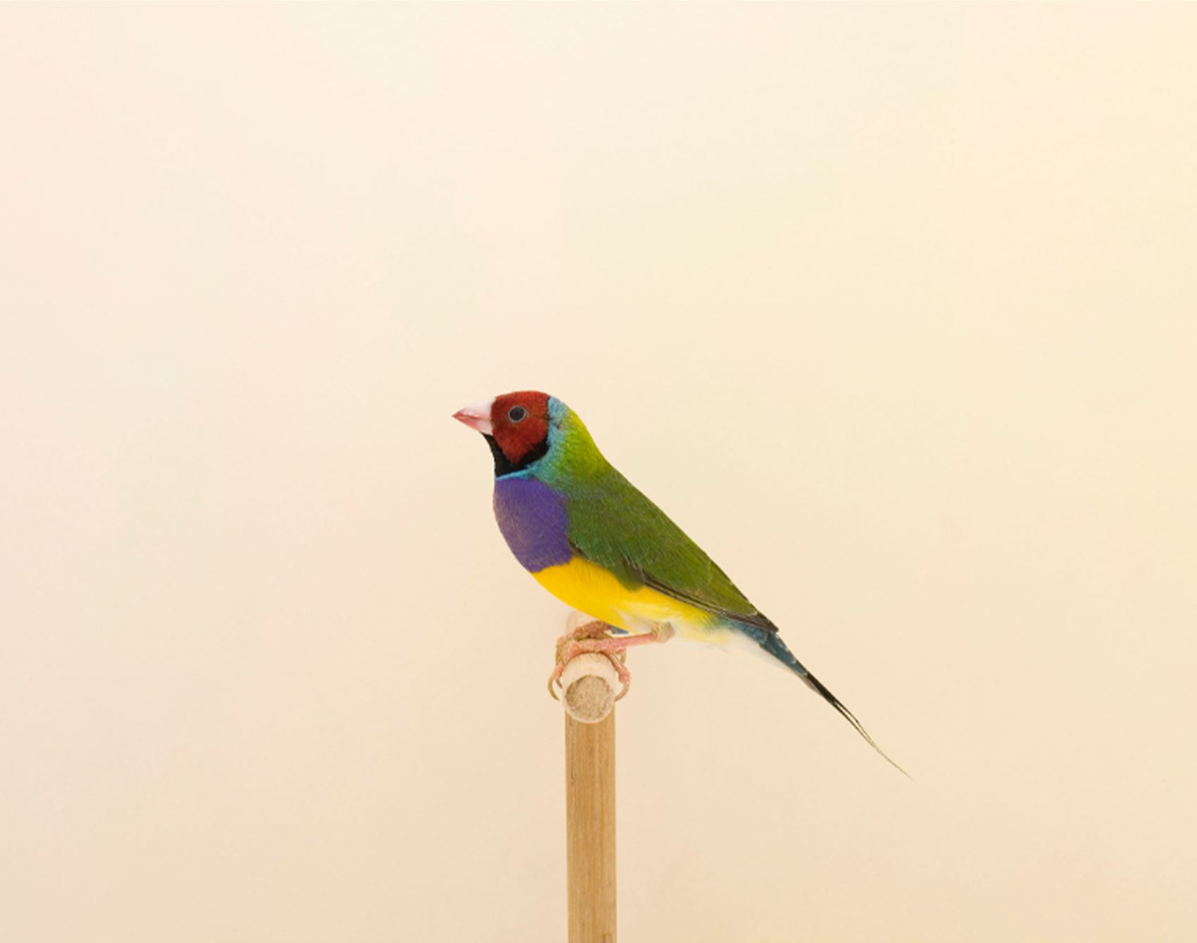 take a gander at luke stephenson’s portraits of show birds