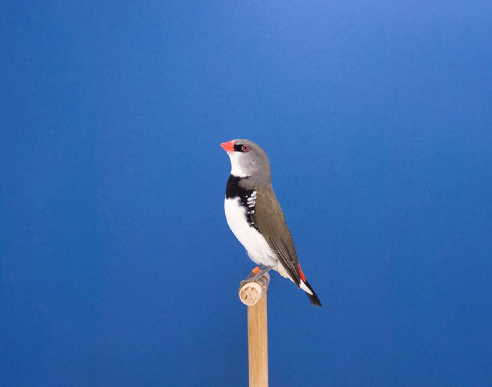 take a gander at luke stephenson’s portraits of show birds