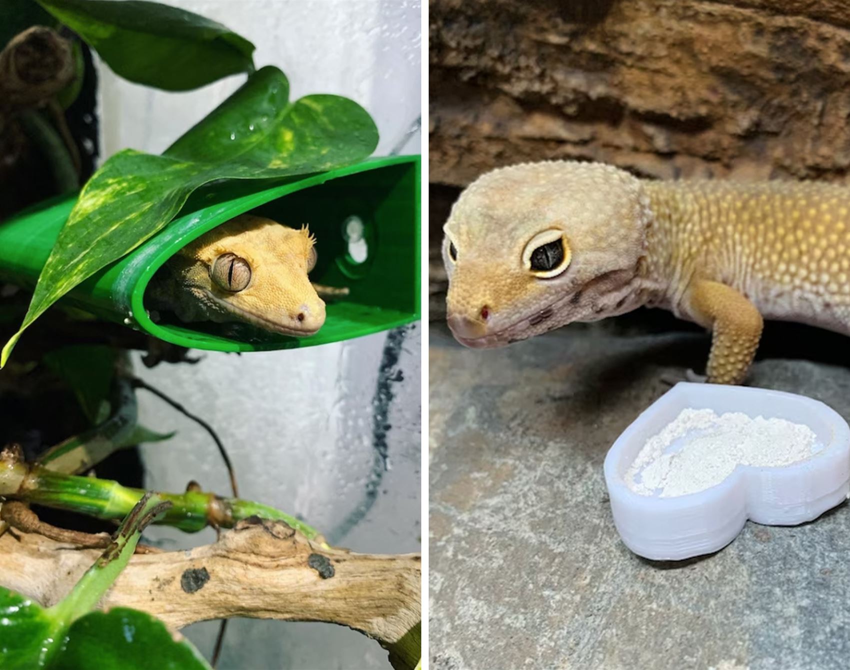 a list of super-cute pet furniture and accessories