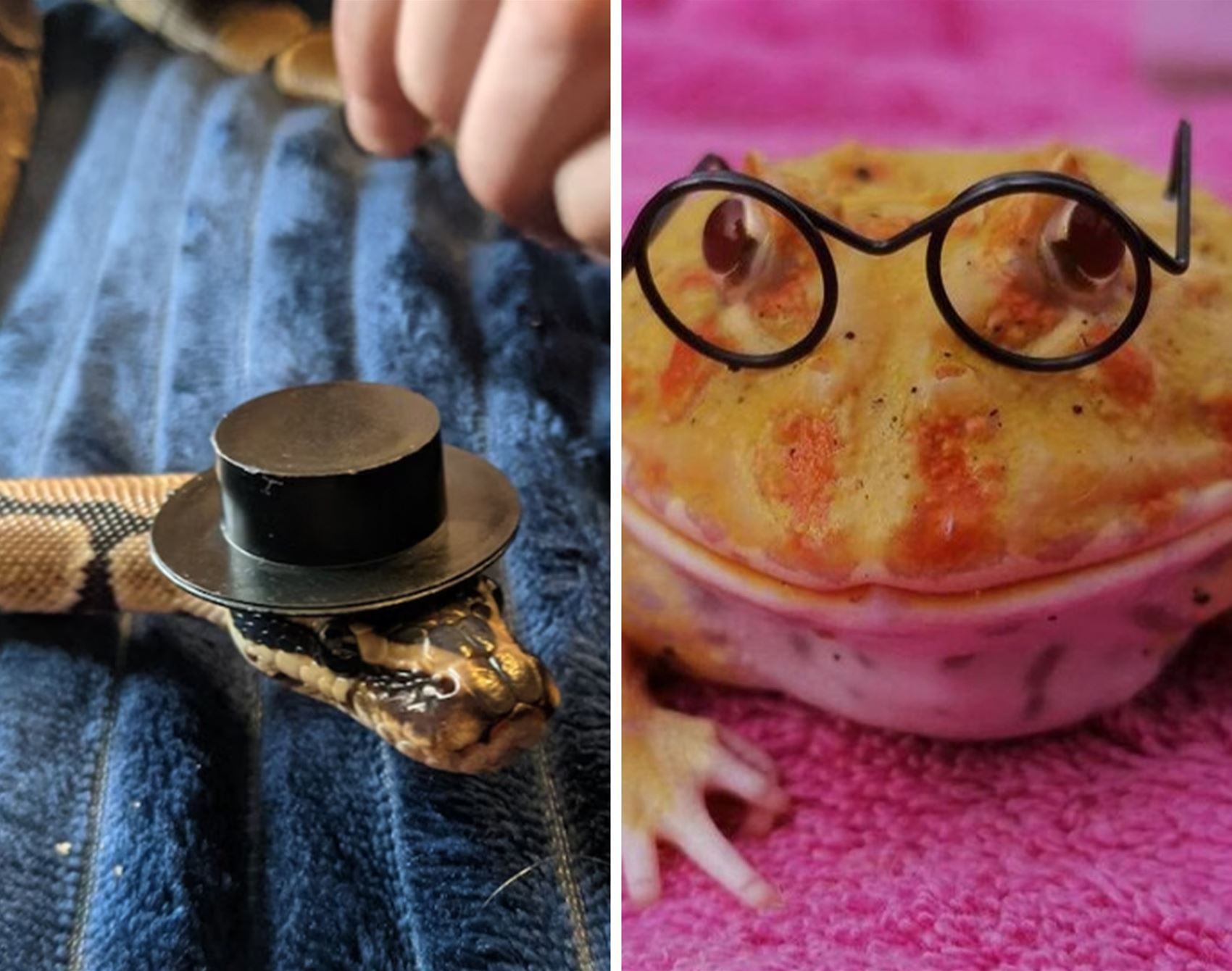 a list of super-cute pet furniture and accessories