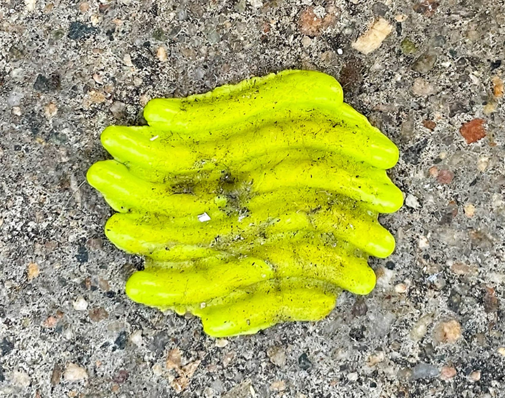 this photo series highlights the overlooked charm of discarded gum