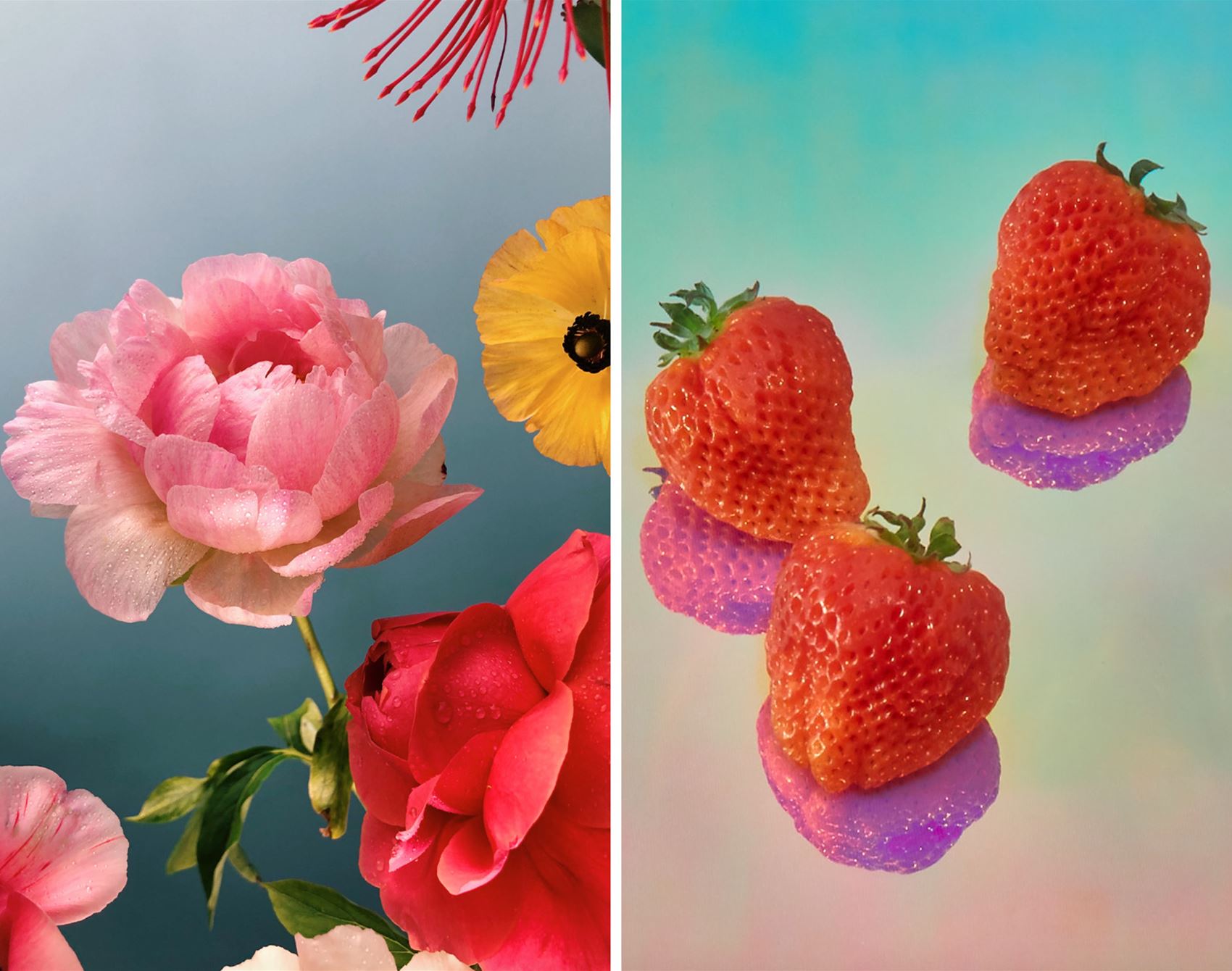 shutterbug doan ly snaps beautiful botanicals