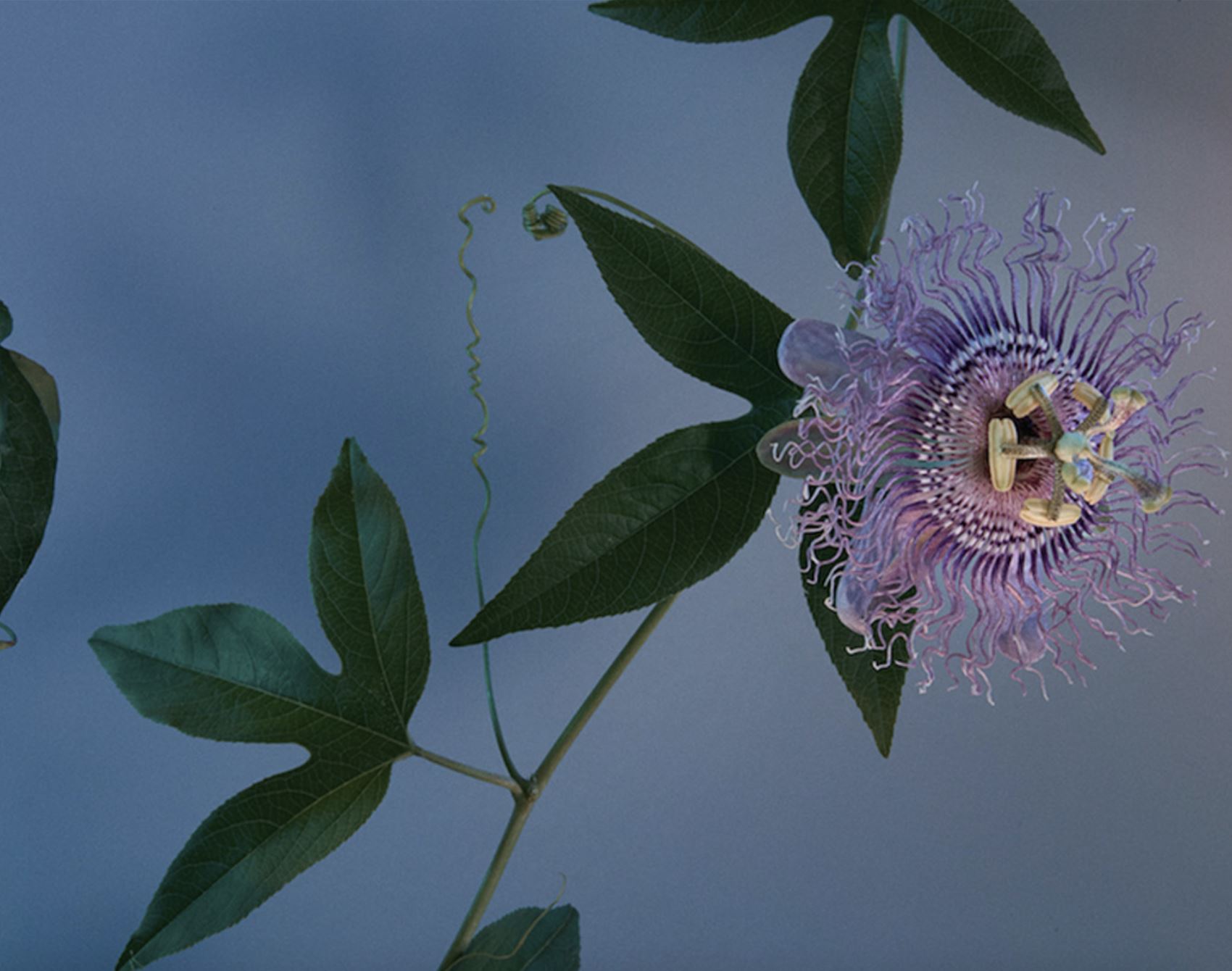 shutterbug doan ly snaps beautiful botanicals