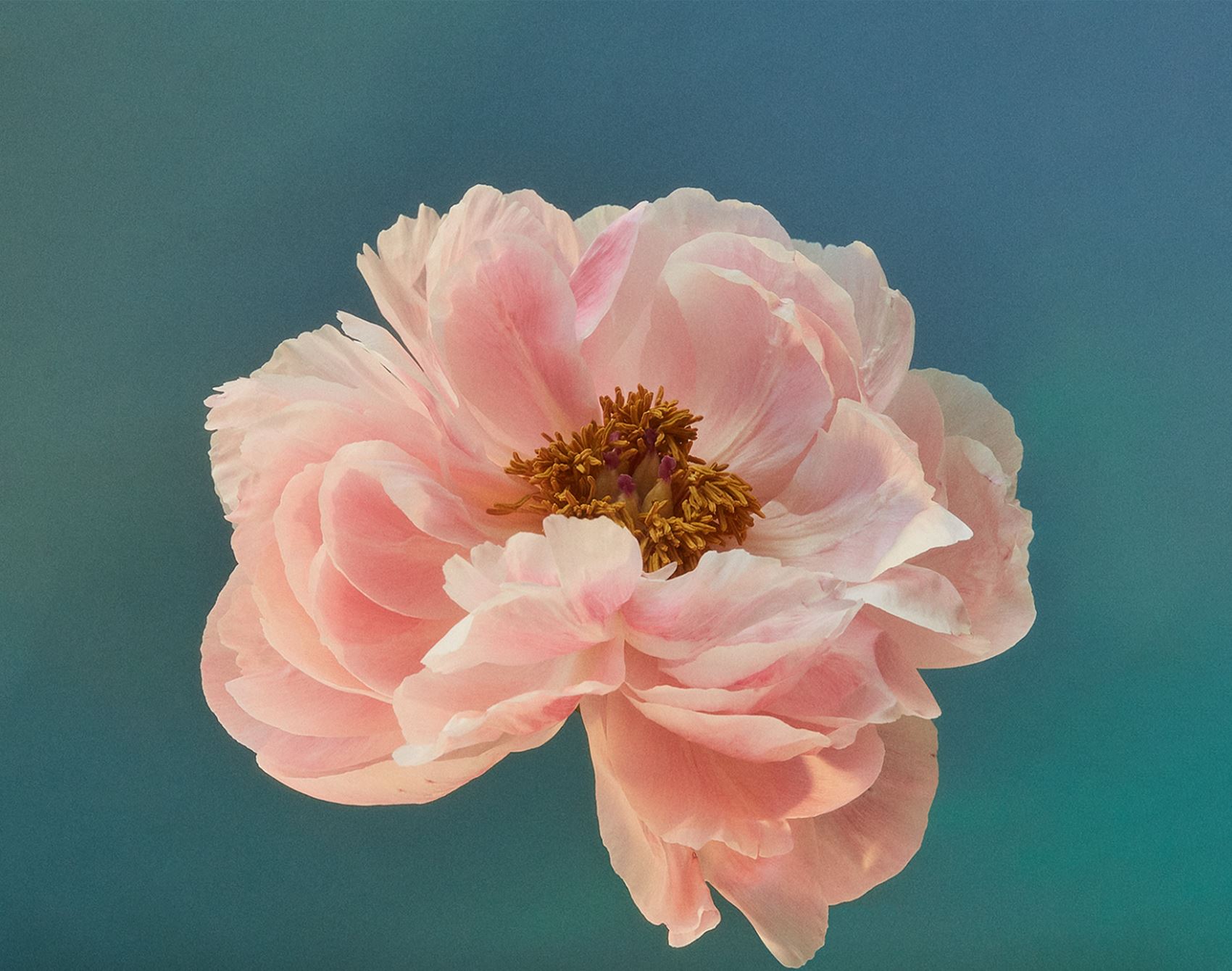 shutterbug doan ly snaps beautiful botanicals