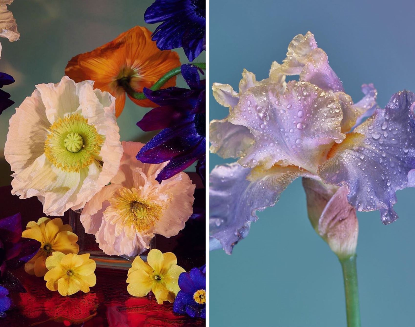 shutterbug doan ly snaps beautiful botanicals