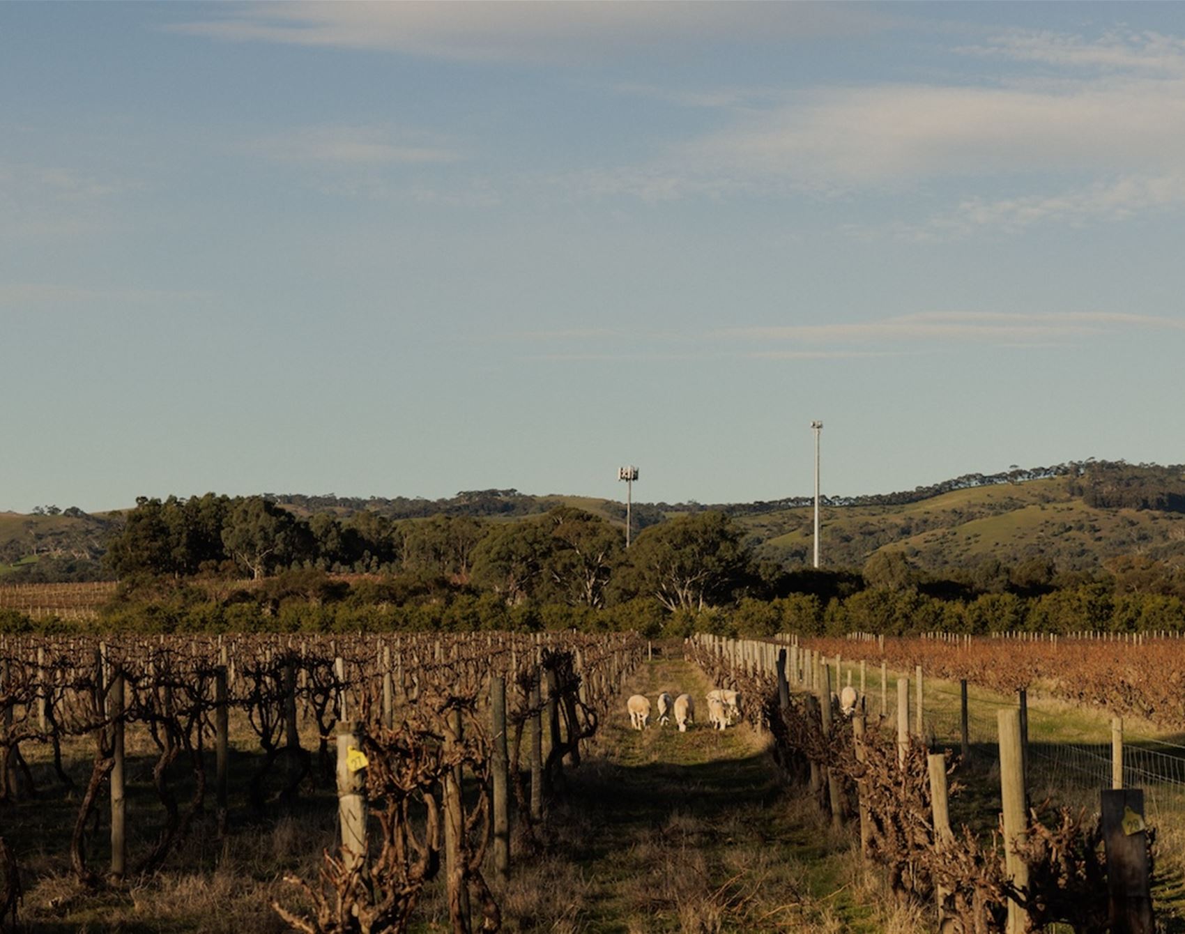 a frankie photographer’s guide for a dreamy weekend in SA