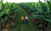 Australia's Bartle Frere Bananas trials geolocation for bunches