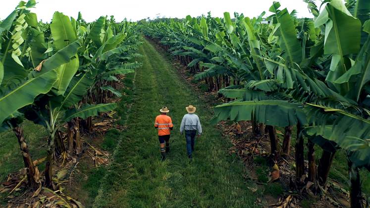 Australia's Bartle Frere Bananas trials geolocation for bunches