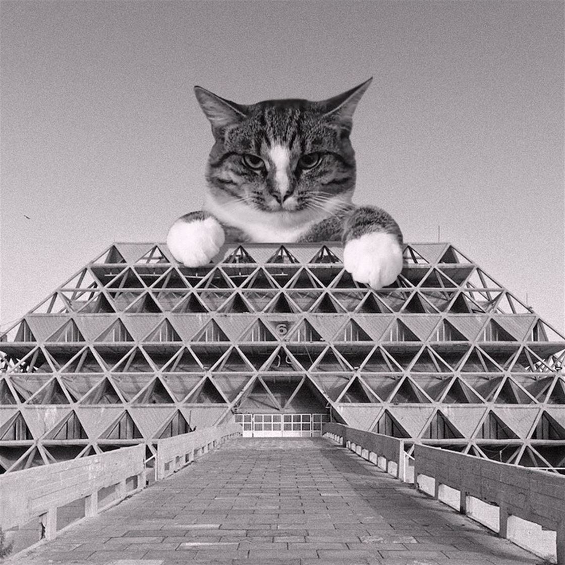 cats on brutalist buildings cats on brutalist buildings