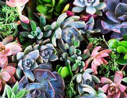 Everything You Need To Know About Succulents