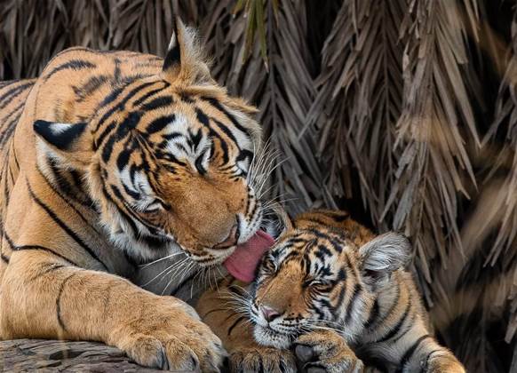 Machine vision checks tigers' health at Adelaide Zoo