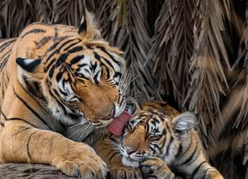 Machine vision checks tigers' health at Adelaide Zoo