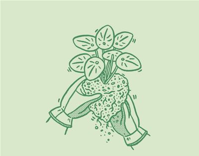 how to repot a plant