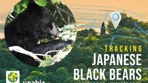 Wildlife Research Centre in Japan use IoT to track roaming Black Bears