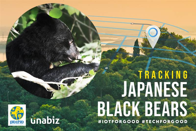 Wildlife Research Centre in Japan use IoT to track roaming Black Bears