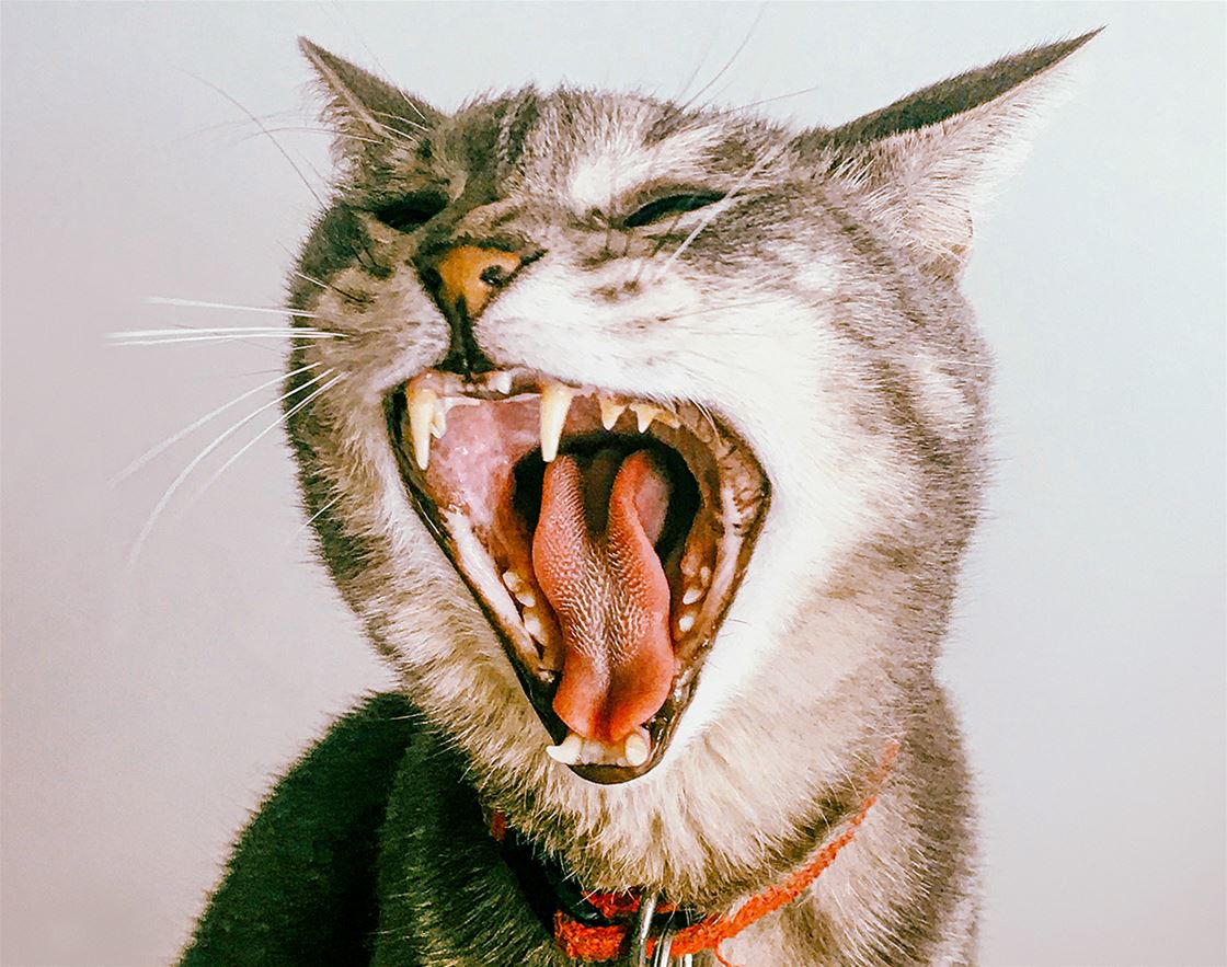 the history of orthodontics the history of orthodontics