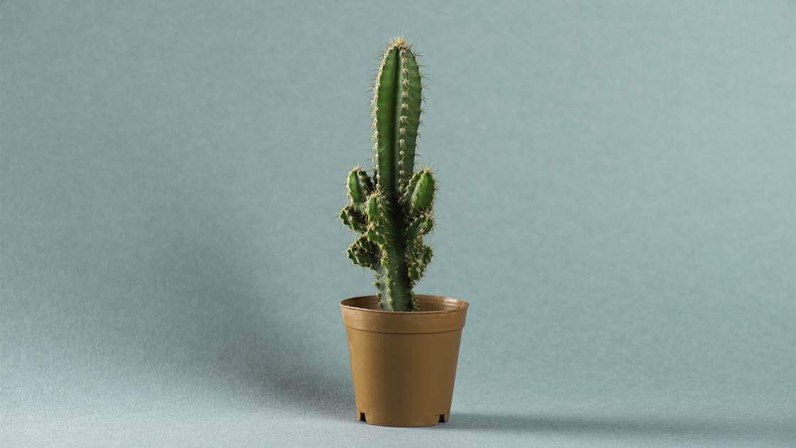 What Is Stiff Person Syndrome? What Is Stiff Person Syndrome?