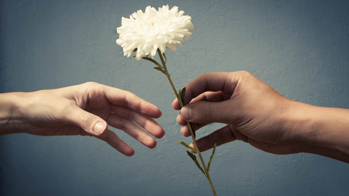 Two hands exchanging a single white flower as a gesture of forgiveness Two hands exchanging a single white flower as a gesture of forgiveness