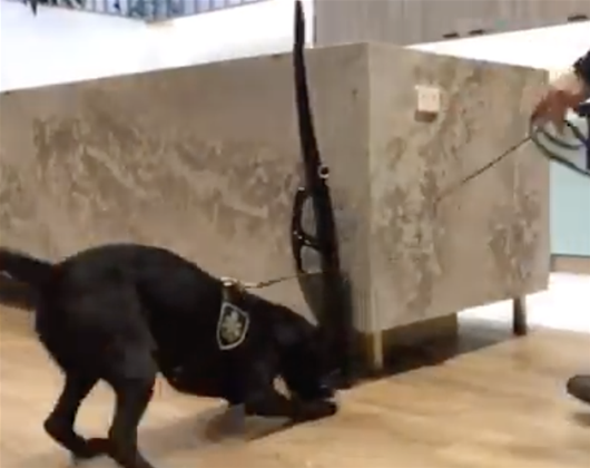 AFP to train 12 more dogs to sniff out hidden USB drives, SIMs