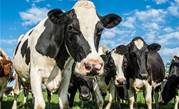 Cows given 5G collars that talk to robotic milking system