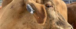 CSIRO tests "fitness tracker for cows"