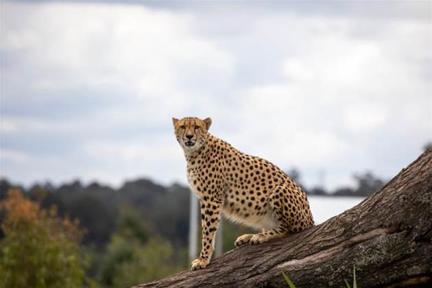 Sydney Zoo uses Microsoft Fabric to underpin data modernisation