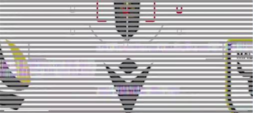 Video leaks white Macarthur Bulls kit Video leaks white Macarthur Bulls kit