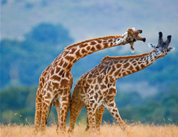 The Best Foods to Eat When You Have a Sore Throat, and What to Avoid