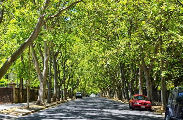 City of Unley IT overhaul paves way for digital 'urban forest'