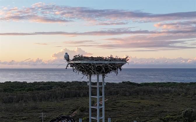 NBN Co installs nesting platforms above fixed wireless towers