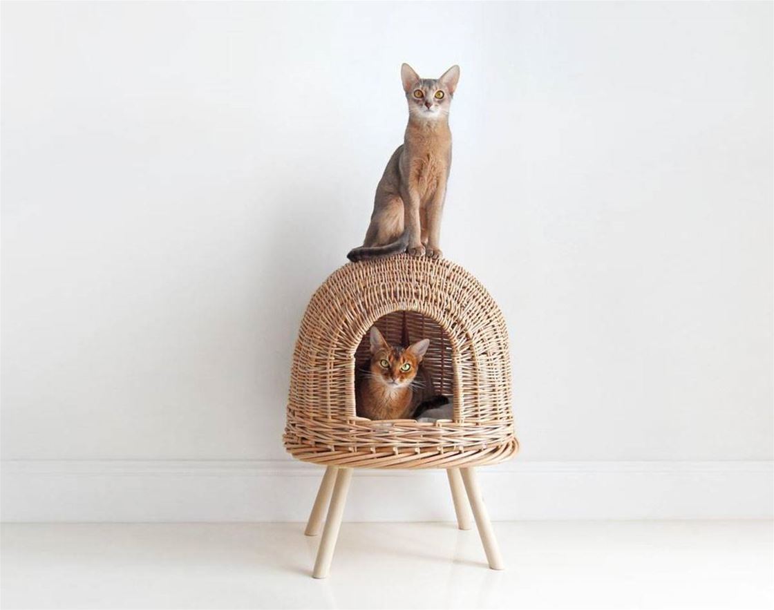 cane for cats cane for cats