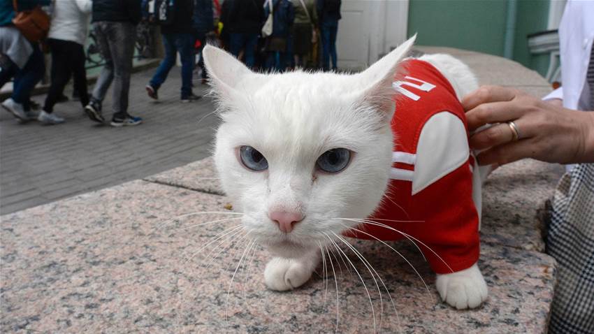 Sartorially-biased psychic cat forecasts victory for Russia over Egypt Sartorially-biased psychic cat forecasts victory for Russia over Egypt