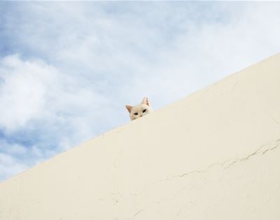 how to make your cat like you