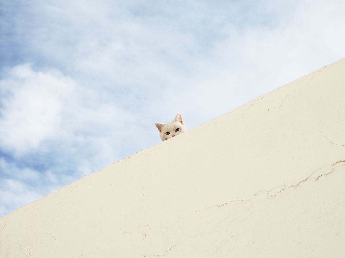 how to make your cat like you how to make your cat like you