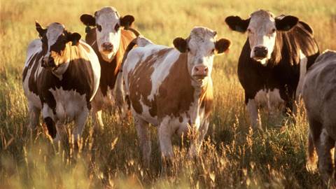 Virtual fences and cattle: how new tech could allow effective, sustainable land sharing