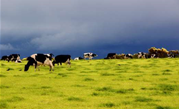 Ruralco digitises livestock sales with Sale'O