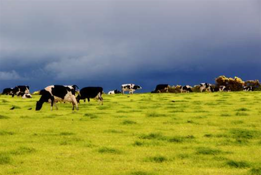 Ruralco digitises livestock sales with Sale'O